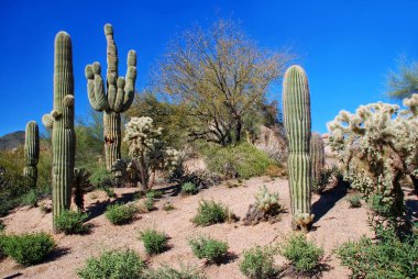 Kaktüs ve Arizona çölündeki diğer büyümeler.