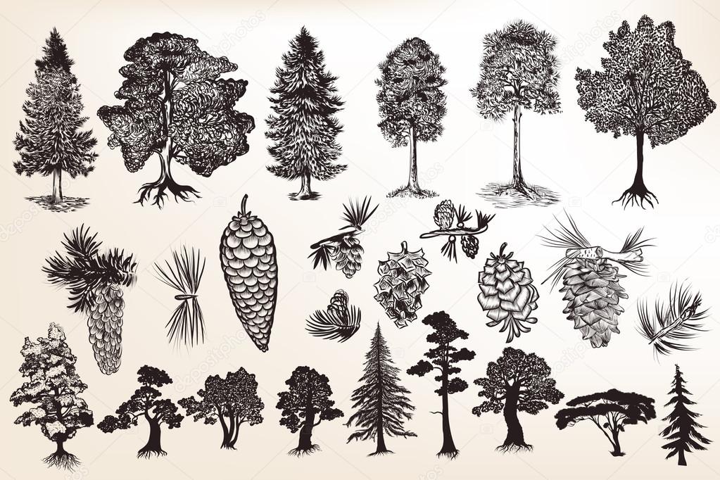 collection or set of hand drawn trees in engraved style