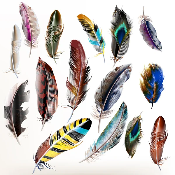 Set of vector realistic colorful feathers — Stock Vector