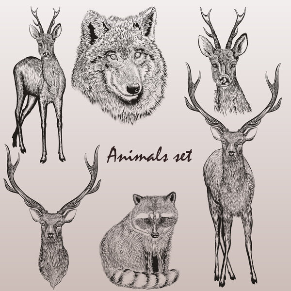 Collection of high detailed vector animals for design
