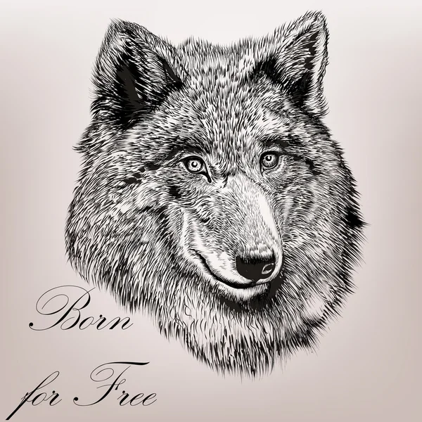 High detailed hand draw wolf realistic vector in engraved style — Stock Vector
