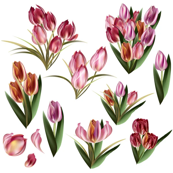 Gerçekçi pastel çiçek koleksiyonu — Stok Vektör