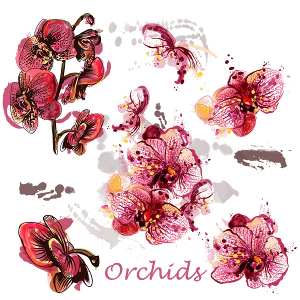 Conjunto vetorial de orquídeas desenhadas em estilo aquarela —  Vetores de Stock