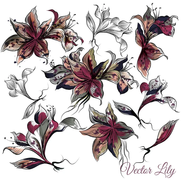 Vector collection of hand drawn lily flowers in engraved style — Stock Vector