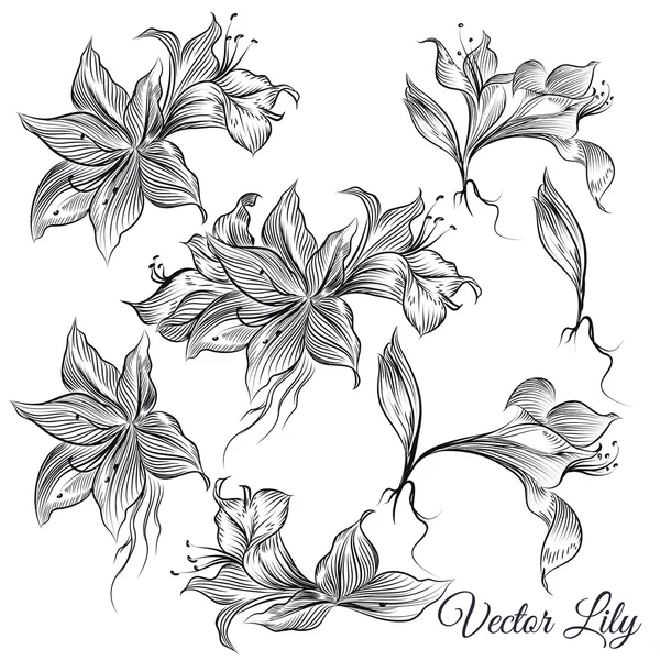 Vector collection of hand drawn lily flowers in engraved style — Stock Vector