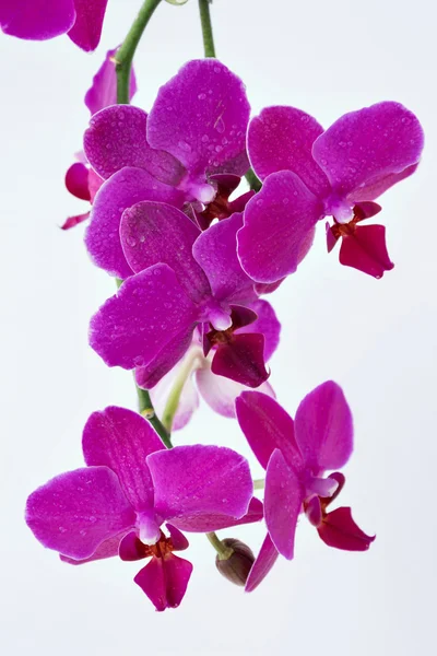 Orquídeas Pin aisladas sobre fondo blanco del estudio — Foto de Stock