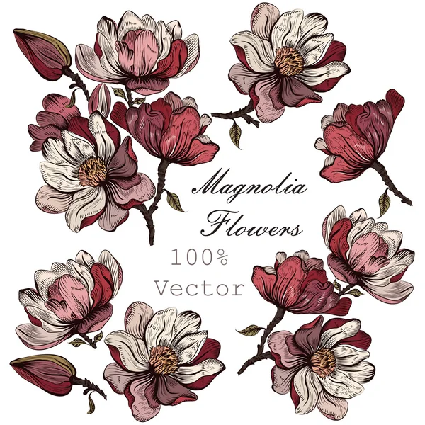 Sammlung handgezeichneter Vektor-Magnolienblüten im gravierten Stall — Stockvektor