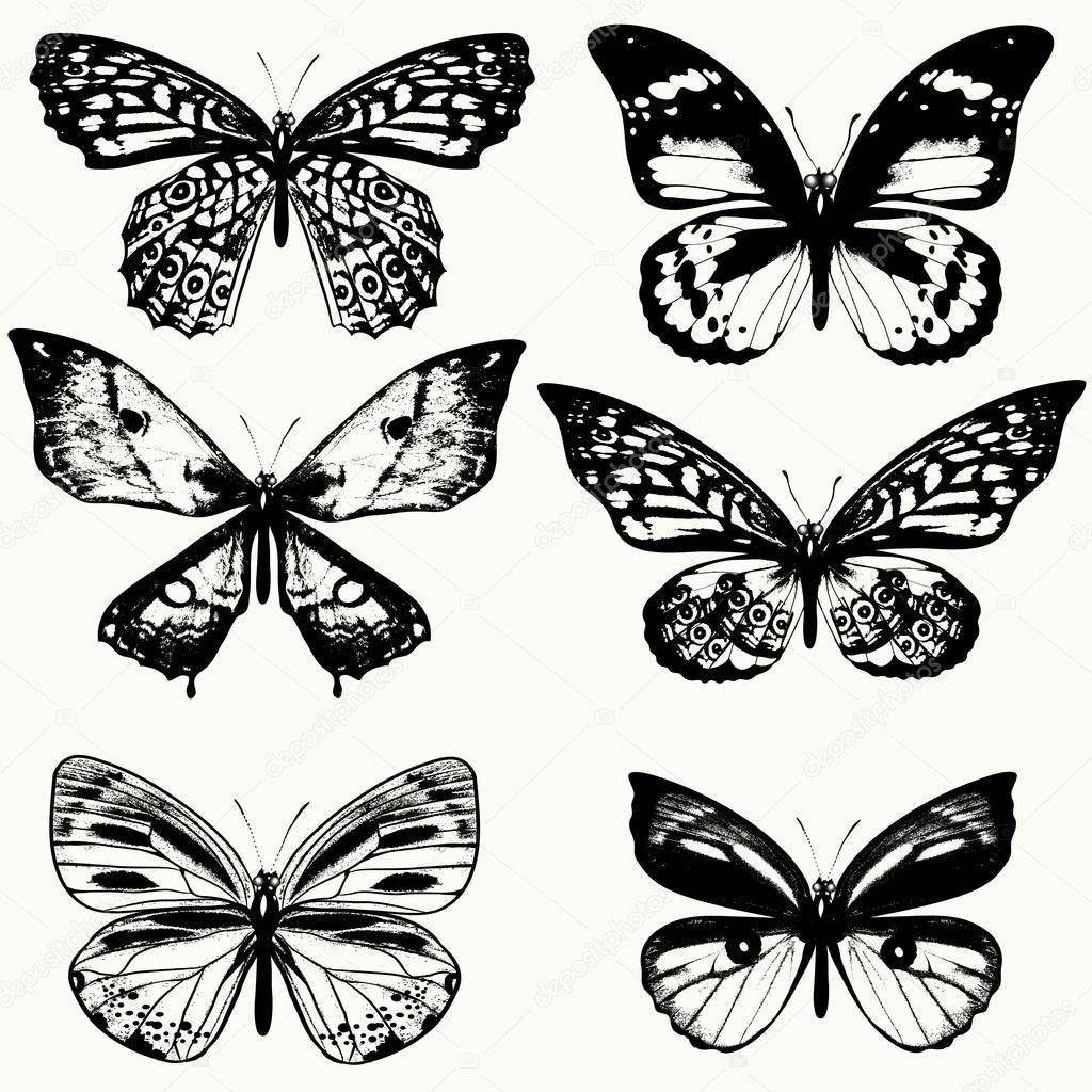 Collection of vector realistic butterflies in vintage style