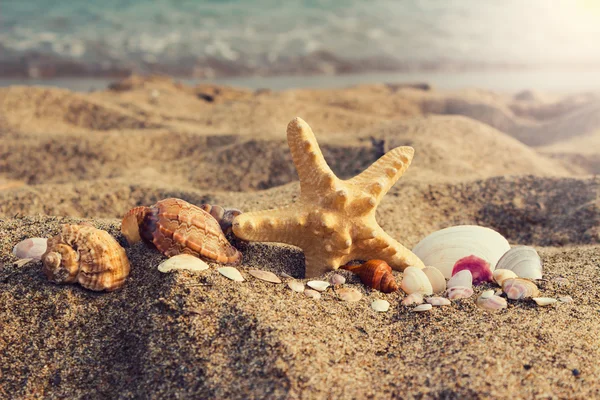 Coquilles de mer et étoiles de mer assorties sur une côte sud de l'océan avec sa — Photo