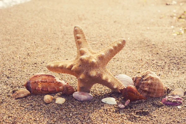 Belas conchas do mar e estrelas do mar em uma costa do oceano sul com s — Fotografia de Stock