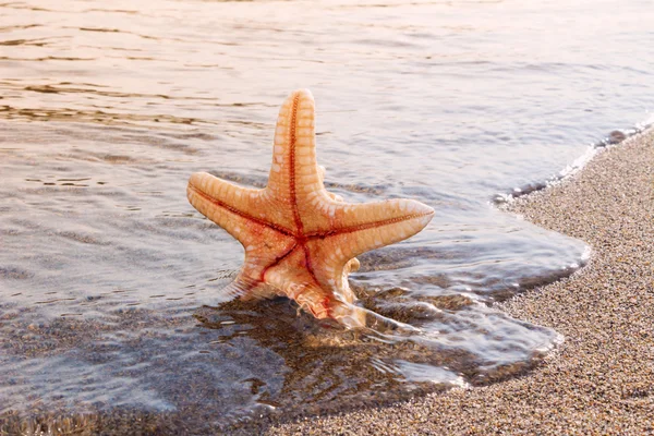 Étoile de mer dans un surf de la mer des Caraïbes. Symbole des vacances d'été a — Photo