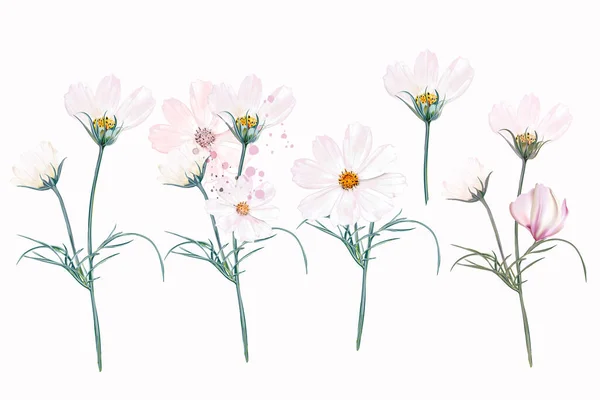 Big Collection Vector White Pink Cosmos Flowers Watercolor Style — Stock Vector