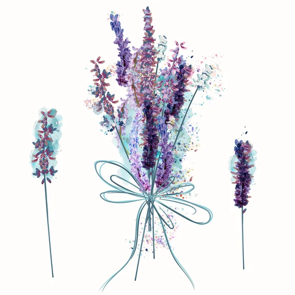 Conjunto Vetor Bonito Cacho Flores Lavanda Estilo Aquarela Vetores De Bancos De Imagens Sem Royalties