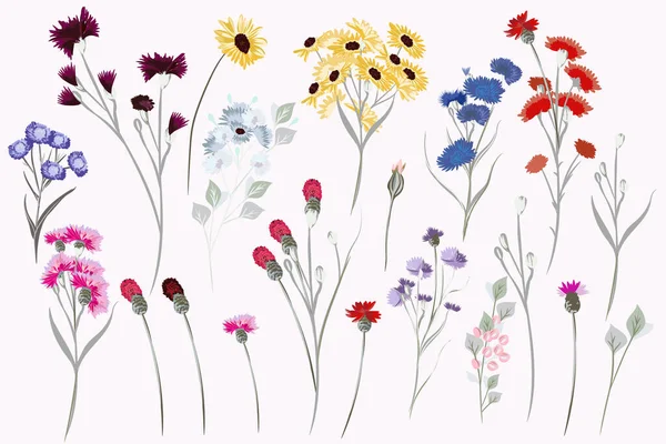 Collection Vector Field Wild Flowers Design — Stock Vector