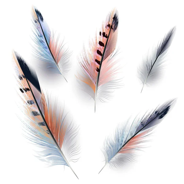デザインのためのベクトル現実的な羽のコレクション — ストックベクタ