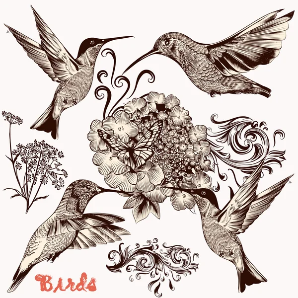 Colección de aves dibujadas a mano vectoriales para el diseño — Vector de stock