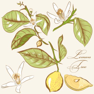 vektör toplama el çekilmiş limon ağacı çiçek ve limon