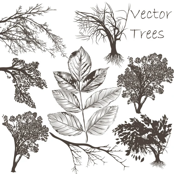Colección de árboles detallados vectoriales para el diseño — Vector de stock