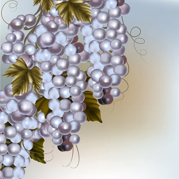 Arrière-plan avec vin vecteur raisin et espace libre — Image vectorielle