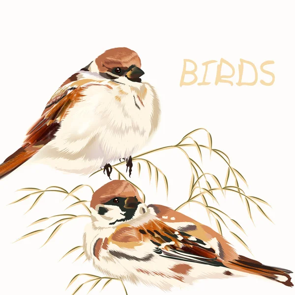 Φόντο με πουλιά σε λευκό — Διανυσματικό Αρχείο