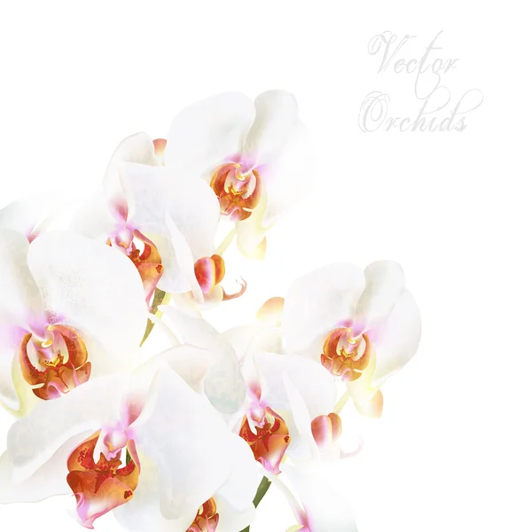 Bellissime orchidee vettoriali bianche phalaenopsis isolate su bianco — Vettoriale Stock
