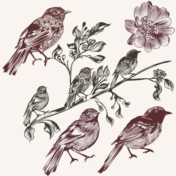 Pássaros desenhados à mão detalhados definidos em estilo vintage — Vetor de Stock