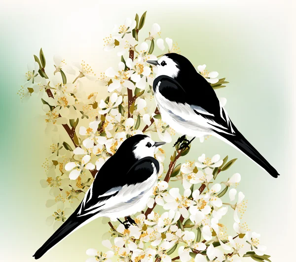 Couple of black and white  birds sit on a spring blooming plum b — Stock Vector