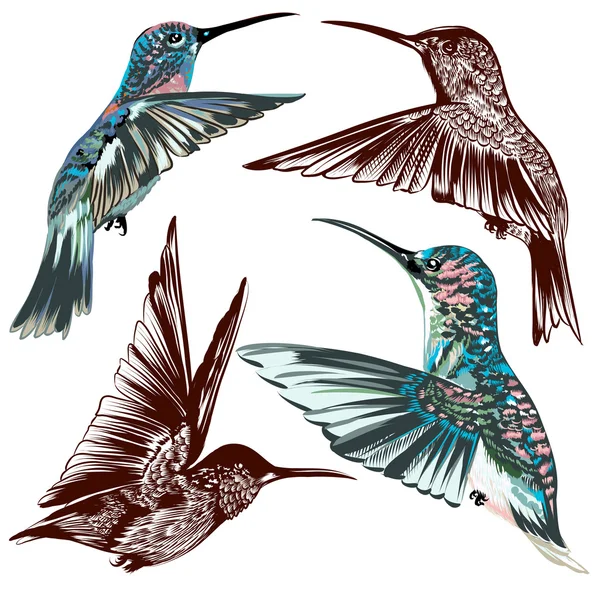 矢量集合手绘制的蜂鸟 — 图库矢量图片