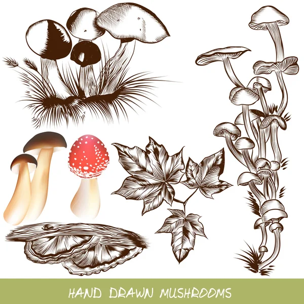 Collection of vector mushrooms for design — Stock Vector