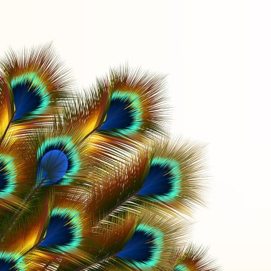 Fashion background with peacock feathers clipart