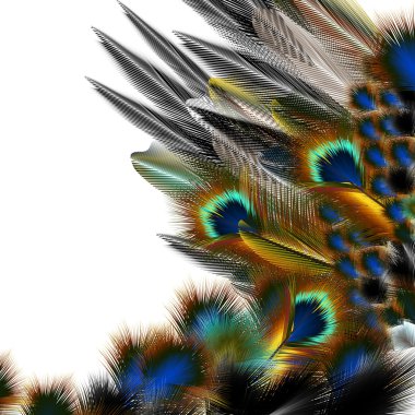 Fashion pattern with colorful feathers clipart