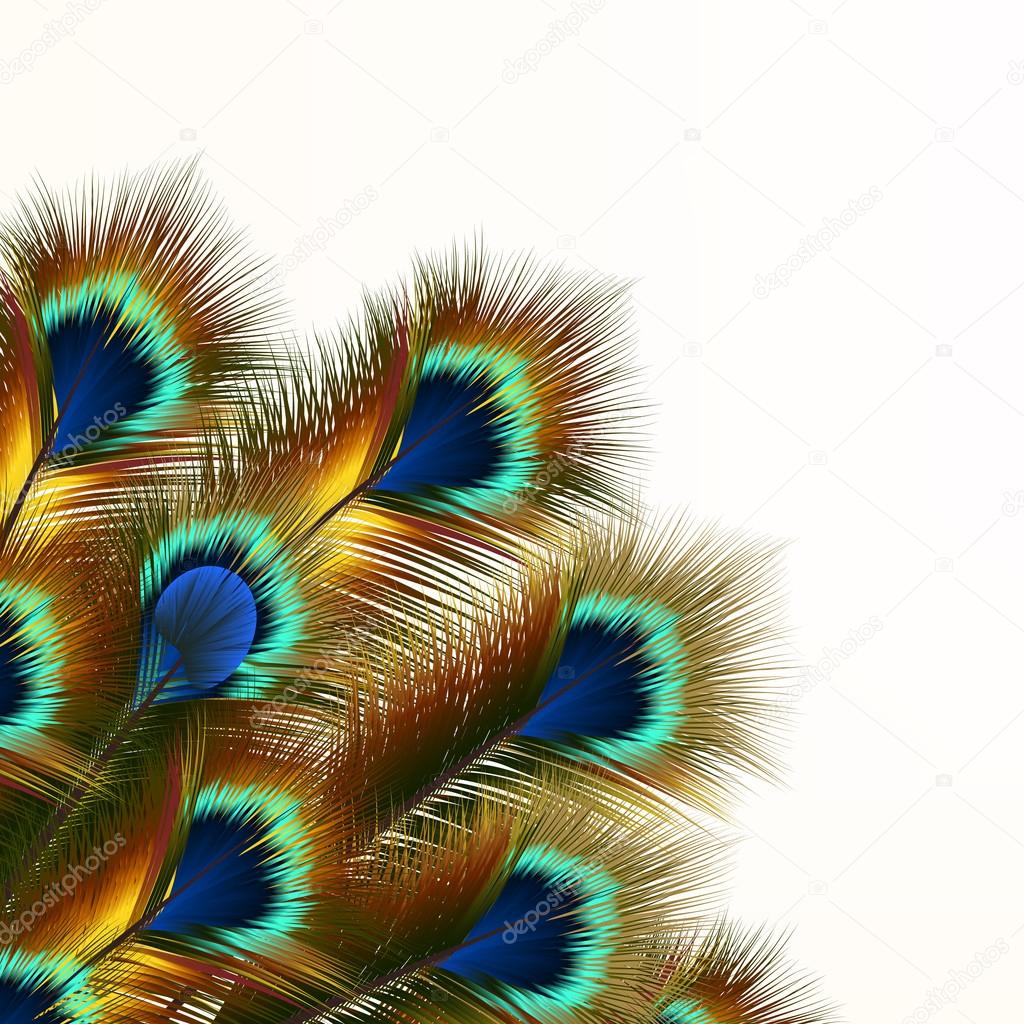 Fashion background with peacock feathers