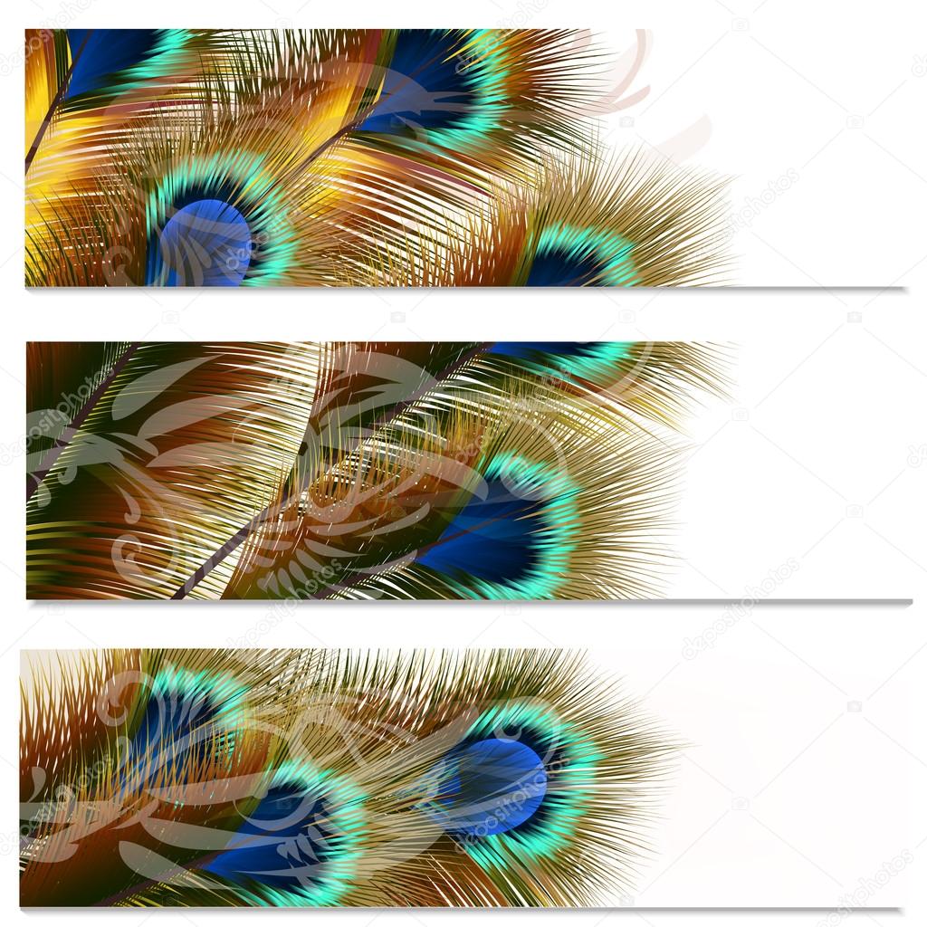 Fashion colorful backgrounds set with peacock feathers