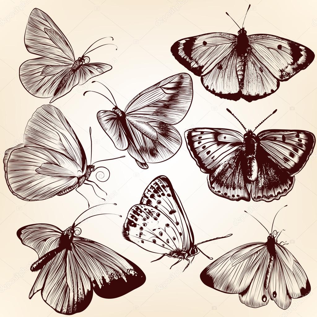 Collection of vector hand drawn butterflies for design