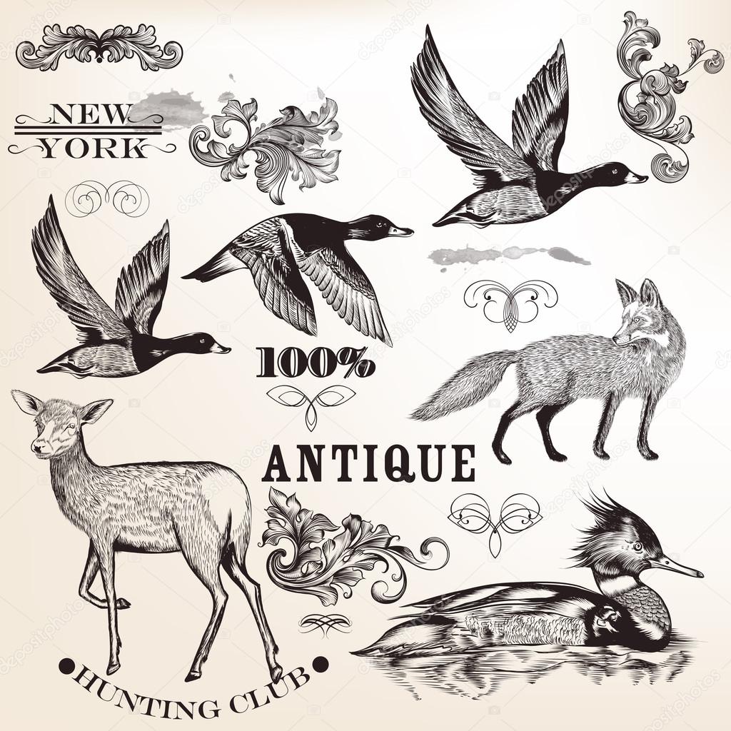 Collection of vector hand drawn animals and flourishes