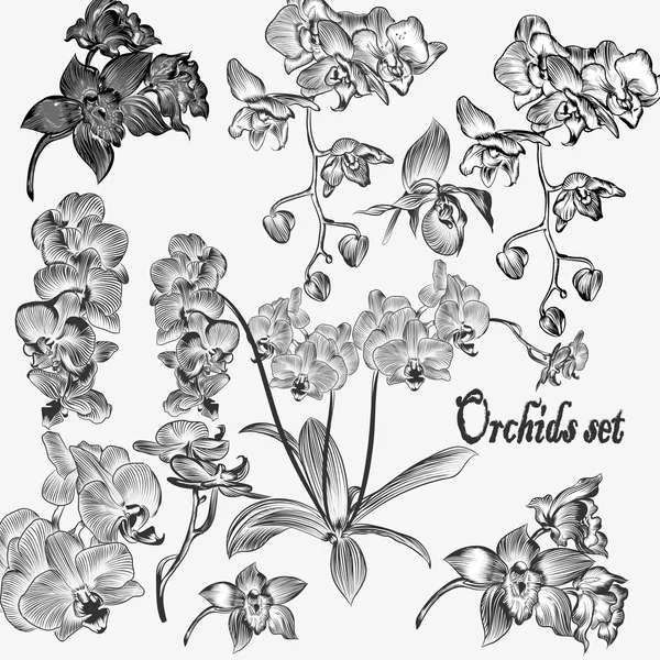 Collection of vector detailed orchid flowers — Stock Vector