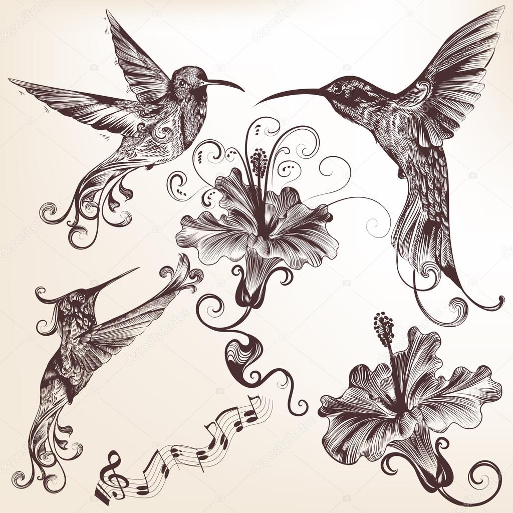 Collection of vector hand drawn hummingbirds for design