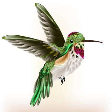 Beautiful detailed  hummingbird in fly clipart