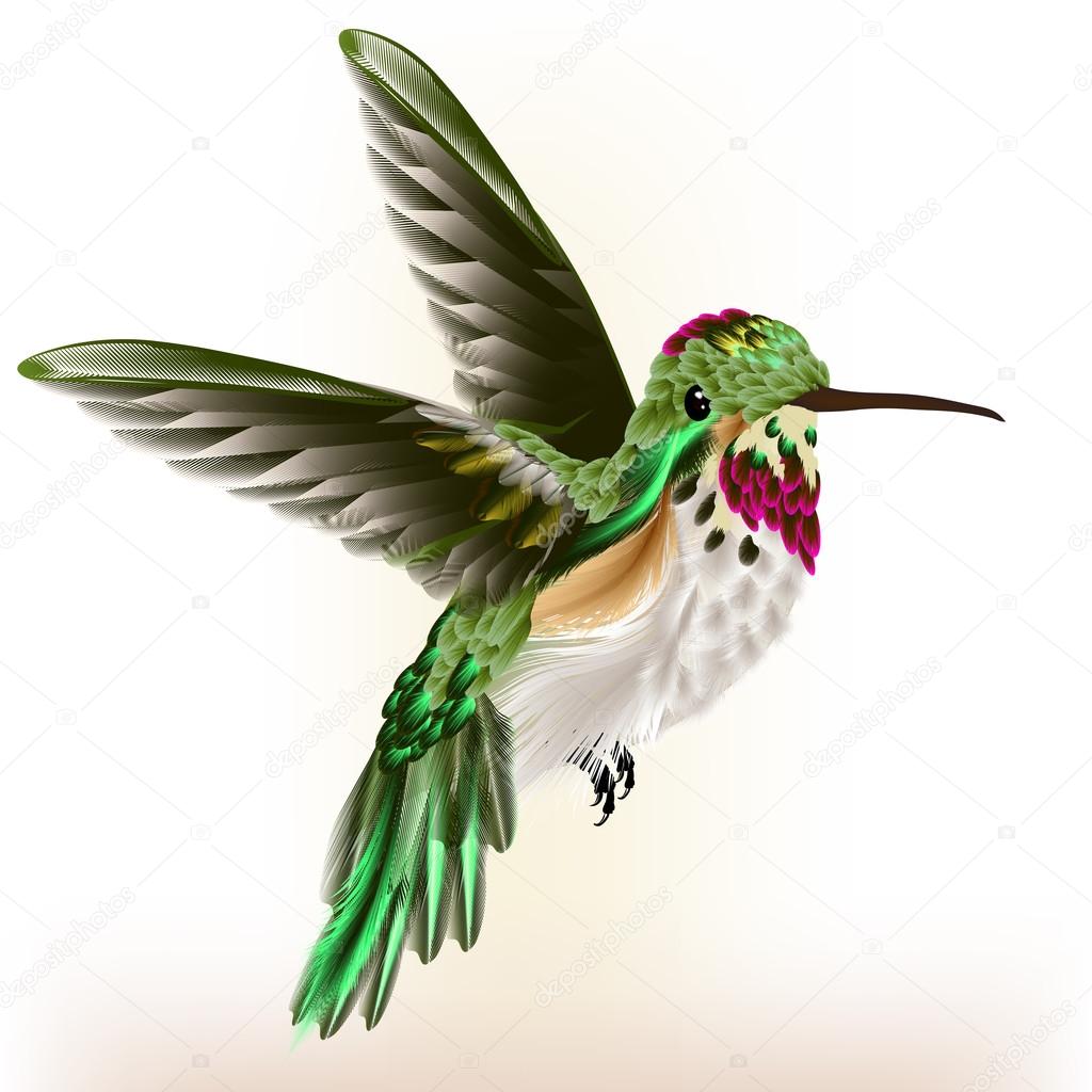Beautiful detailed  hummingbird in fly