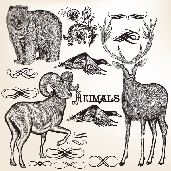 Conjunto de animales detallados vectoriales para diseño — Archivo Imágenes Vectoriales