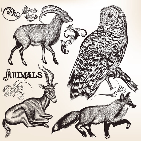 Hand drawn animals for design