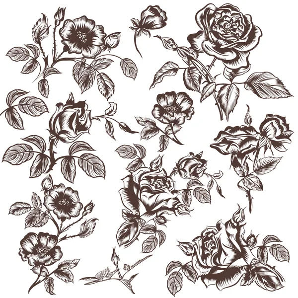 Vector dibujado a mano flores de rosa — Archivo Imágenes Vectoriales