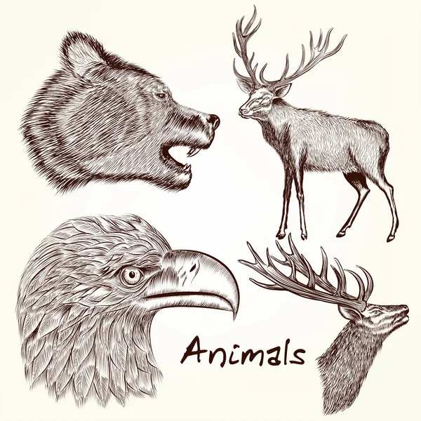 Conjunto de animales detallados vectoriales para diseño — Archivo Imágenes Vectoriales