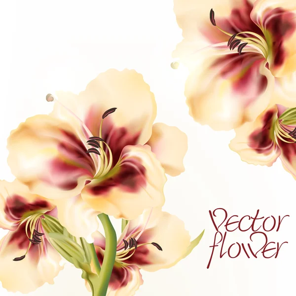 Vectorillustratie met realistische lily bloem — Stockvector