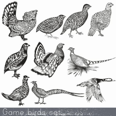 Set of detailed hand drawn game birds clipart