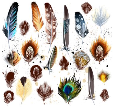 Big set of detailed bird feathers in realistic and engraved styl