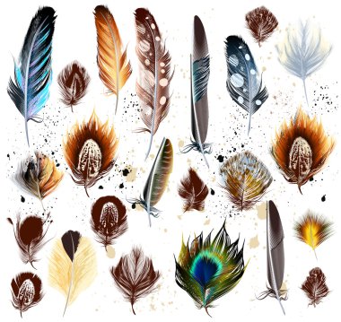 Big set of detailed bird feathers in realistic and engraved styl clipart