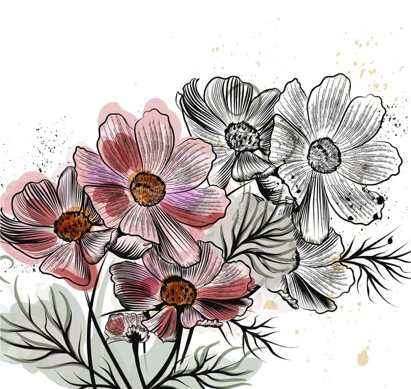 Vector illustration with cosmos flowers in engraved style — Stock vektor