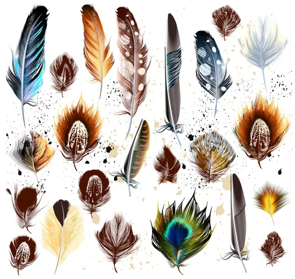 Grand ensemble de plumes d'oiseaux détaillées en style réaliste et gravé — Image vectorielle