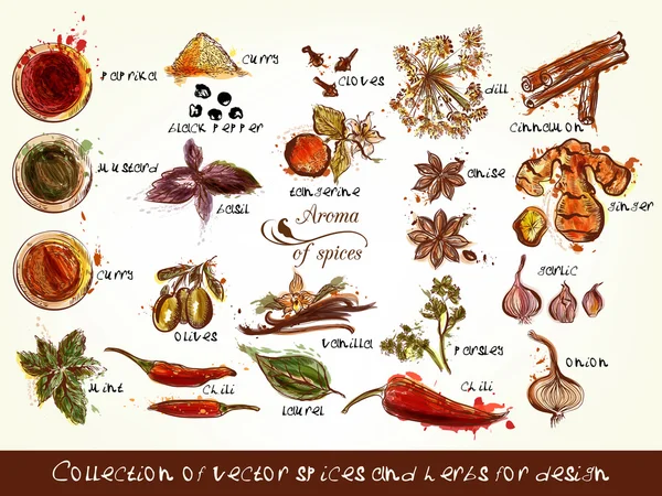 Collection of vector spices and herbs for design — Wektor stockowy